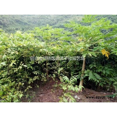 茶梅小毛球