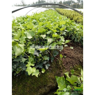 棗樹 紅棗樹 冬棗樹 酸棗小苗，大苗