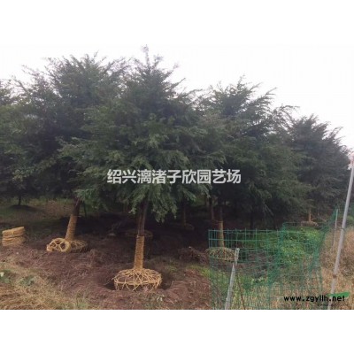 桔子 品種，美國糖橘，丑八怪，沃柑果樹苗 大苗 小苗