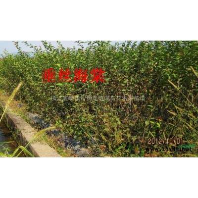 出售，4一5公分中國紅楓