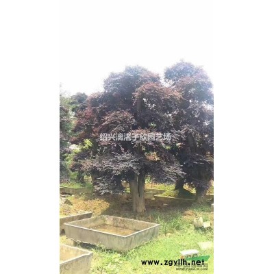 精品紅花繼木地栽小毛球