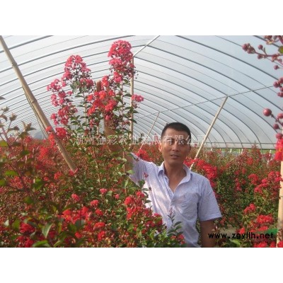 矮紫薇（復(fù)花）