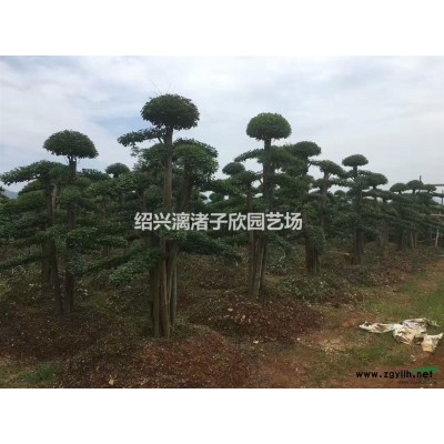 桂花 八月桂 自然冠