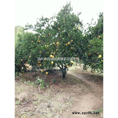 精品紅豆杉球 冠副80厘米至1.5米