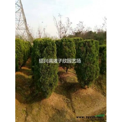 大量精品西府海棠 地徑2至12公分 自產自銷