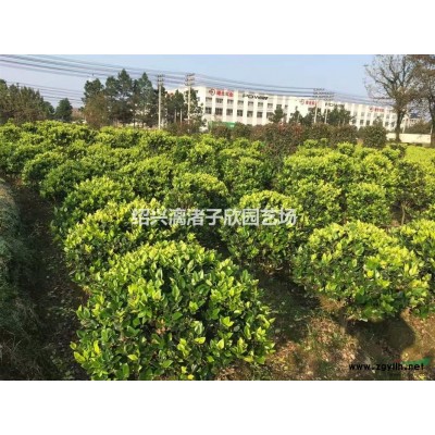 櫻桃果樹苗 小苗 大苗 冠副30厘米至2.5米