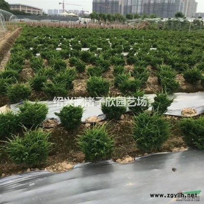 精品垂絲海棠 地徑3公分至12公分