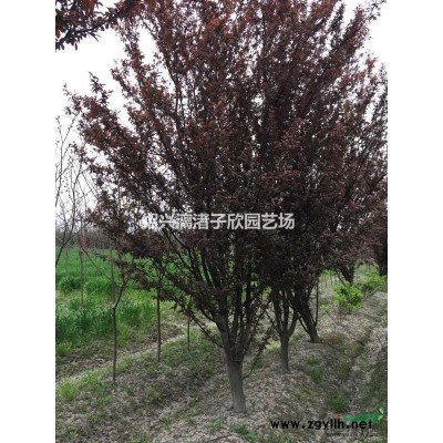 精品茶梅地栽小毛球