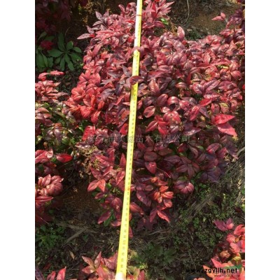 浙江火焰南天竹6*新報價/火焰南天竹6圖片