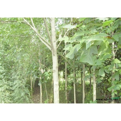 出售8公分以上落羽杉 池杉