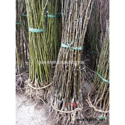 矮婆鵑冠20厘米