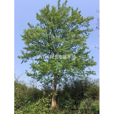 多支烏桕樹