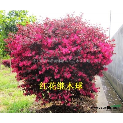 浙江[產品]/浙江大量桃形李，現在口味已到*好 桃形李樹苗3價格/報價
