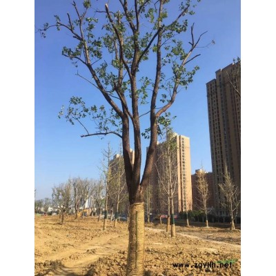 浙江省湖州市長興縣泗安鎮(zhèn)五豐苗木場！出售各種喬木