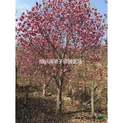 精品無刺枸骨地栽小苗 高度35厘米