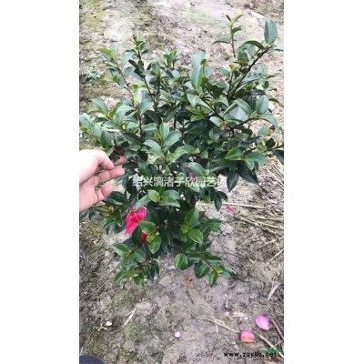精品地栽紫鵑大球 冠副50-80厘米