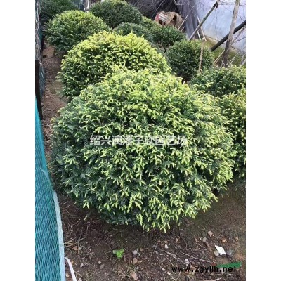 造型紅豆杉 錐形 柱形
