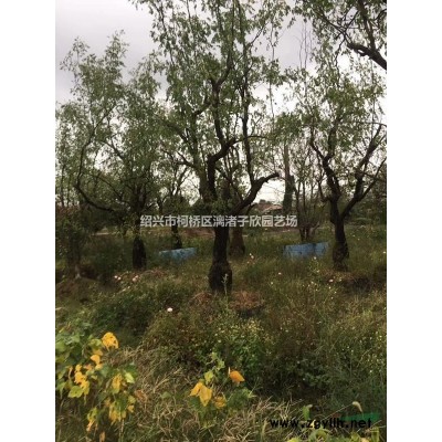 精品紅梅 地徑6到15公分