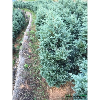 藍色波爾瓦4*新價格/藍色波爾瓦4報價