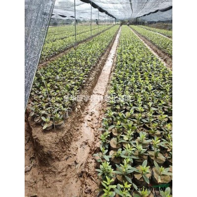 毛鵑大杯苗30-50公分供應商
