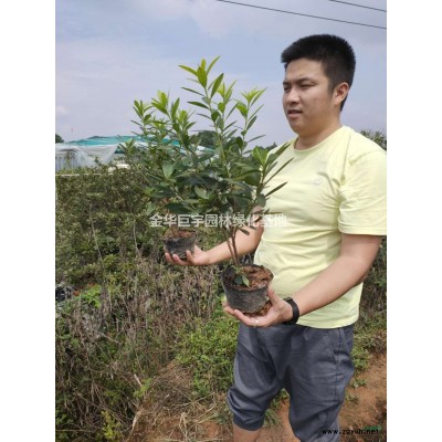 供應毛娟/杜鵑30以上大杯