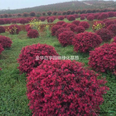 供應紅葉石楠.金森女貞.毛娟.紅花繼木大杯苗