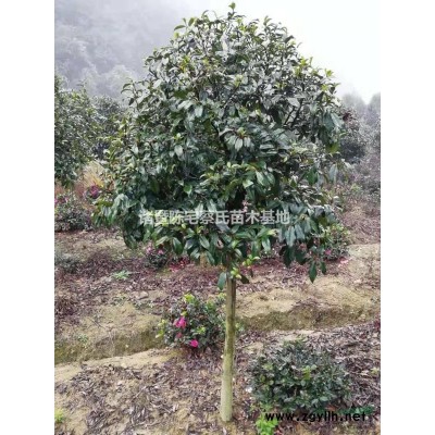 無刺構(gòu)骨球