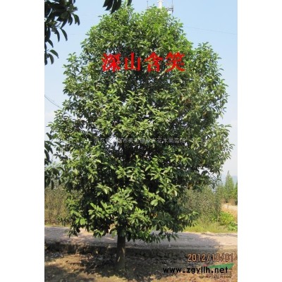 2018年浙江大量桃形李，現在口味已到*好 桃形李樹苗6*新報價