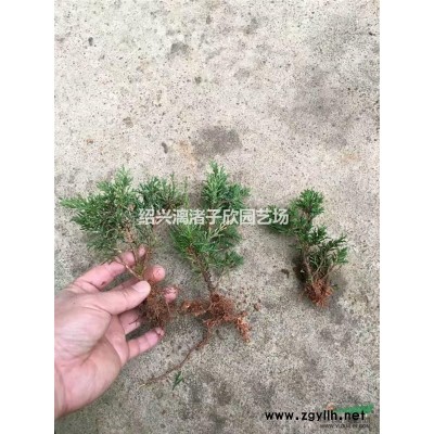 精品紅葉石楠地栽小苗 高度35厘米以上