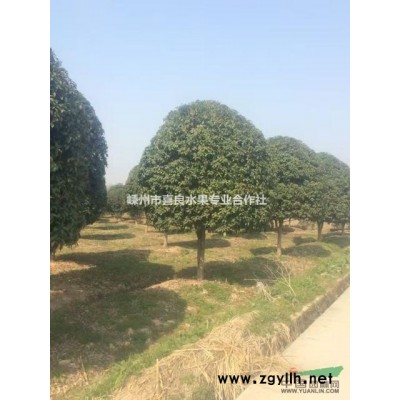 農戶直銷工程綠化桂花