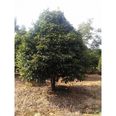 樸樹供應，樸樹基地，樸樹供應/樸樹供應，樸樹基地，樸樹圖片