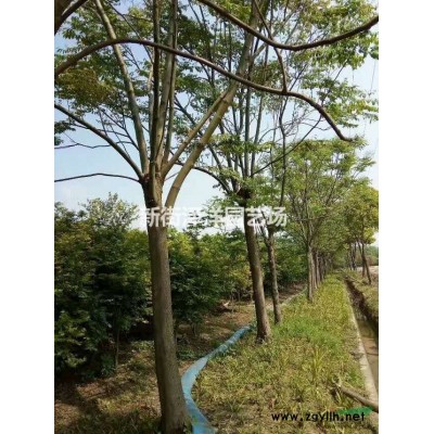 垂柳5~8公分