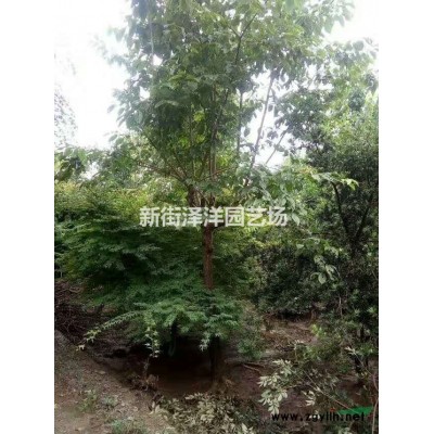浙江地區供應8~20公分喜樹