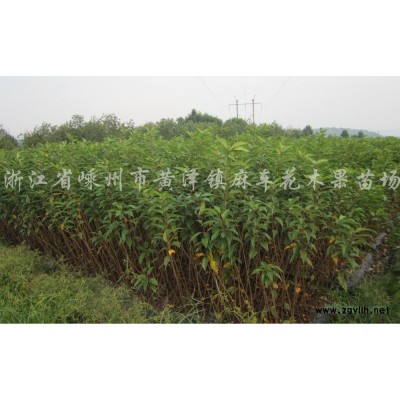 8一16公分樂昌含笑