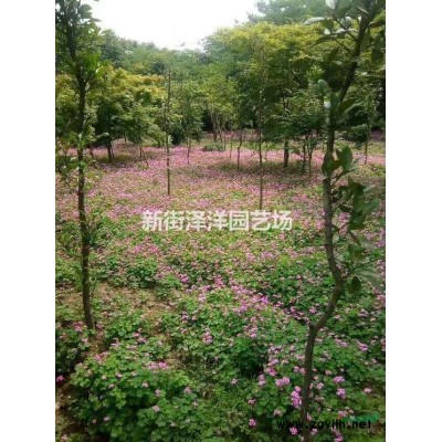 三角楓2公分到7公分