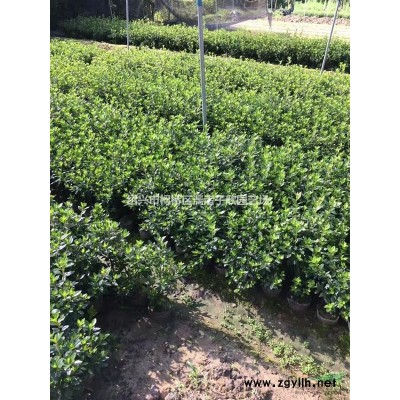 精品紅葉石楠大球  冠幅1.5米到4米