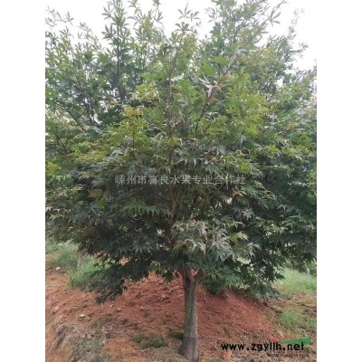 茶花 茶花小苗 茶花*新行情報價 茶花照片