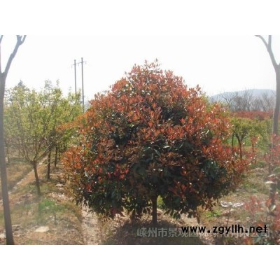 高干紅葉石楠