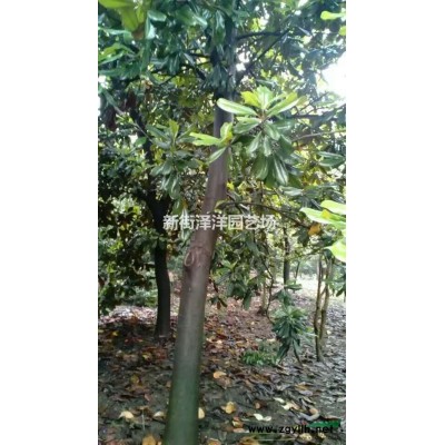 浙江地區供應杜仲6～15公分