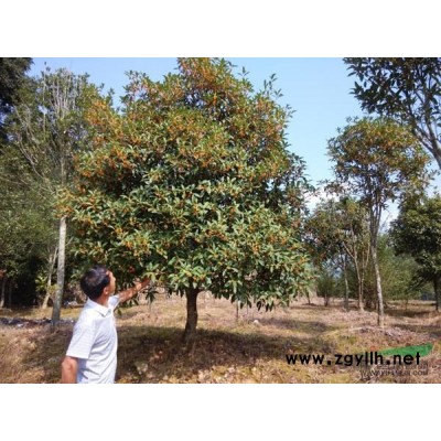 桂花小苗2*新價(jià)格/桂花小苗2報(bào)價(jià)