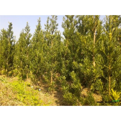桂花7供應/桂花7圖片