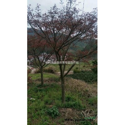 早晚櫻花小苗