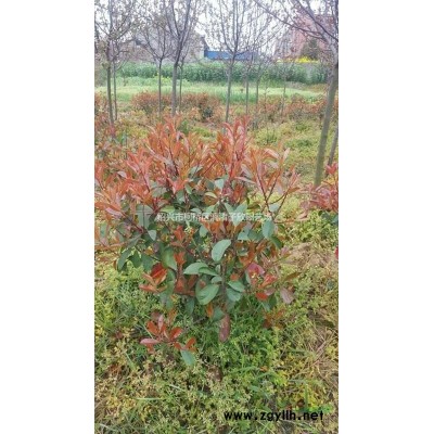 精品紅葉石楠大杯苗