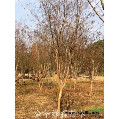 供應紅楓