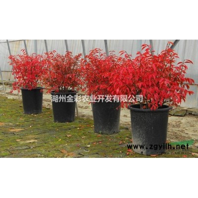 高純度紅櫸、小葉雞爪槭、美國紅楓種子