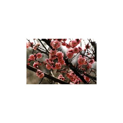 移栽香樟、桂花