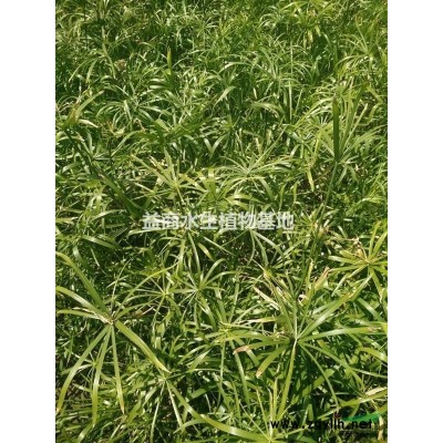 水生植物基地水蔥供應