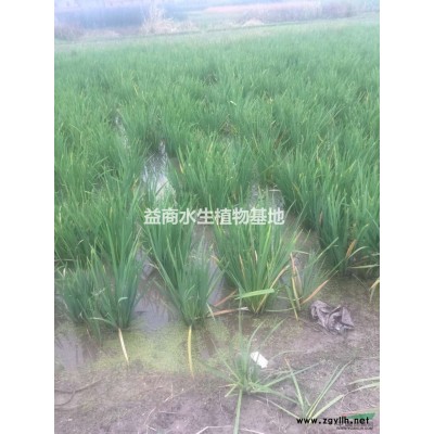 旱傘草低價出售， 全年供應旱傘草