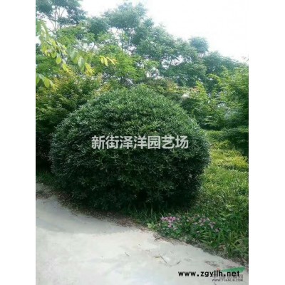 喜樹8公分到2O公分