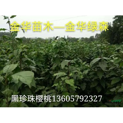 浙江地區供應10-20紅玉蘭